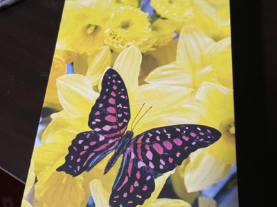 bright butterfly